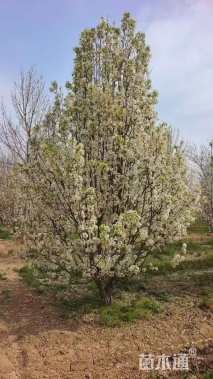 10公分彩叶豆梨