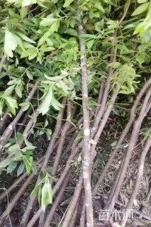 3公分木荷