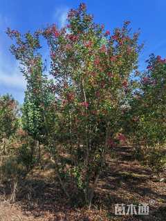 高度450厘米丛生紫薇