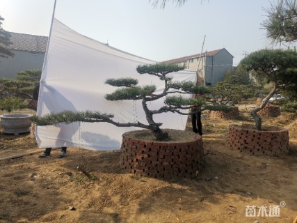 15公分造型油松