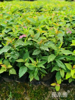 高度20厘米金焰绣线菊