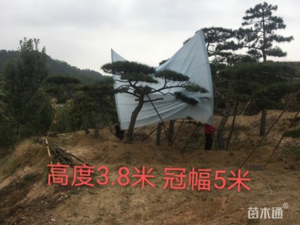 10公分造型油松