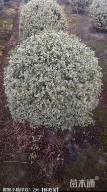 基地大量出售冠幅120厘米银基小腊球