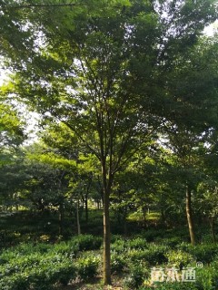 榉树