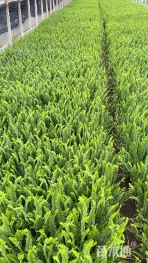 高度30厘米排骨草