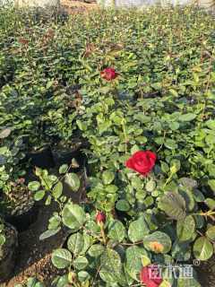 高度30厘米月季