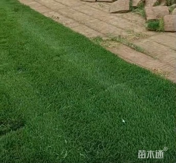 草卷状百慕大草