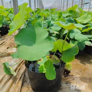 高度120厘米荷花
