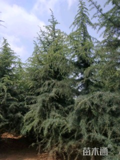 高度600厘米雪松