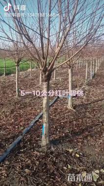 10公分红叶碧桃