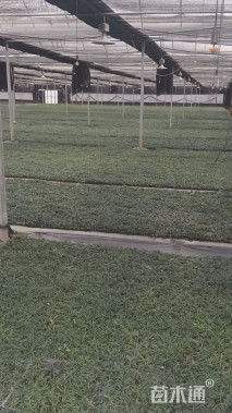 高度10厘米玉龙草