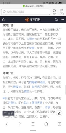 100公分楸树