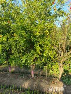 高度350厘米花石榴