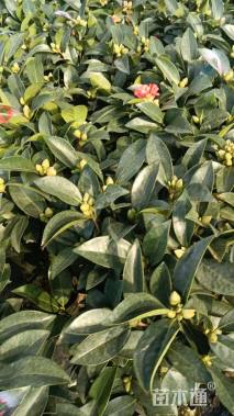 高度70厘米四季茶花