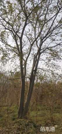 12公分(5杆)丛生朴树
