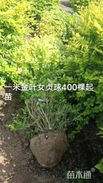 高度100厘米金叶女贞