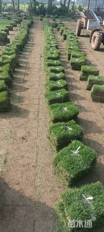 草块状马尼拉草