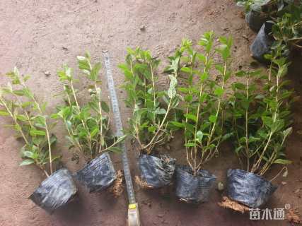 高度40厘米珍珠彩叶桂