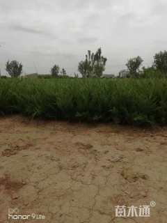 高度40厘米龙柏