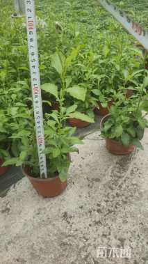 高度30厘米蓝雪花