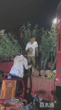 9公分红玉兰