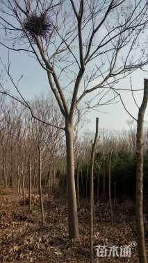 16公分黄山栾树