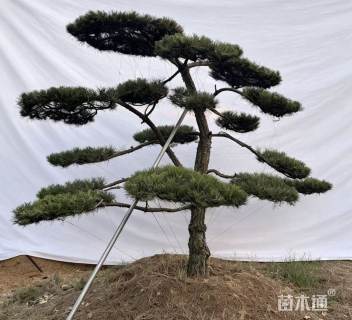 分层款造型黑松