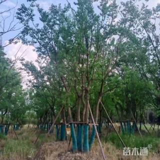 45公分丛生乌桕