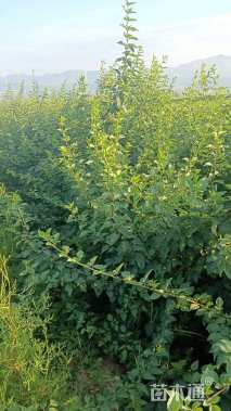 高度50厘米连翘