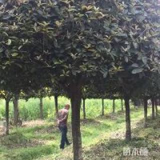 14公分桂花