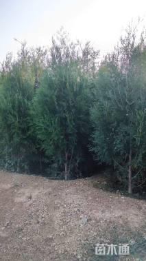 高度100厘米侧柏