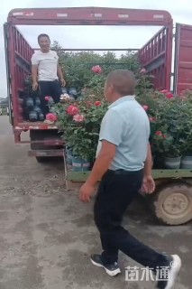 高度60厘米月季