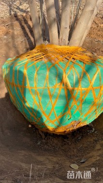 7公分(5杆)丛生朴树