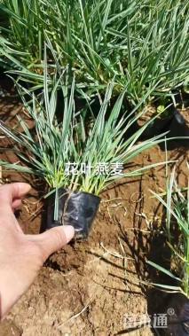 高度20厘米花叶燕麦冬