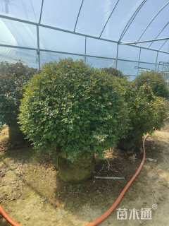 冠幅100厘米月季花球