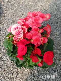 高度20厘米丽格海棠