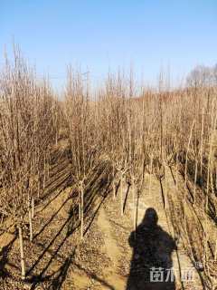 高度350厘米木槿