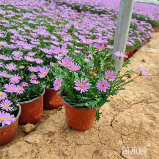 高度20厘米姬小菊