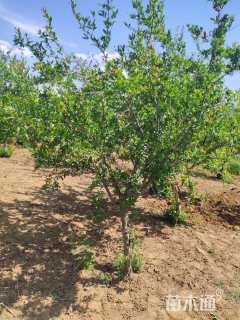 高度400厘米石榴