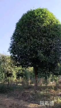10公分柚子树