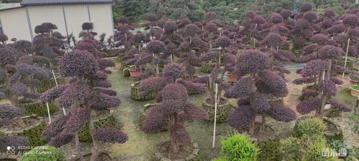 15公分造型红花继木桩
