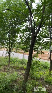 12公分暴马丁香