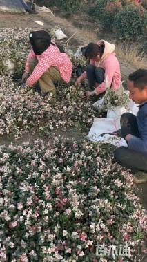 5厘米花叶络石