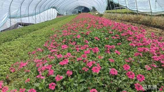 高度30厘米美女樱