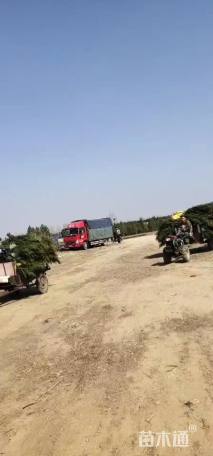 高度120厘米侧柏