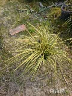 高度30厘米金叶苔草