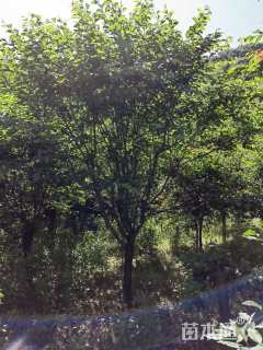 10公分染井吉野樱