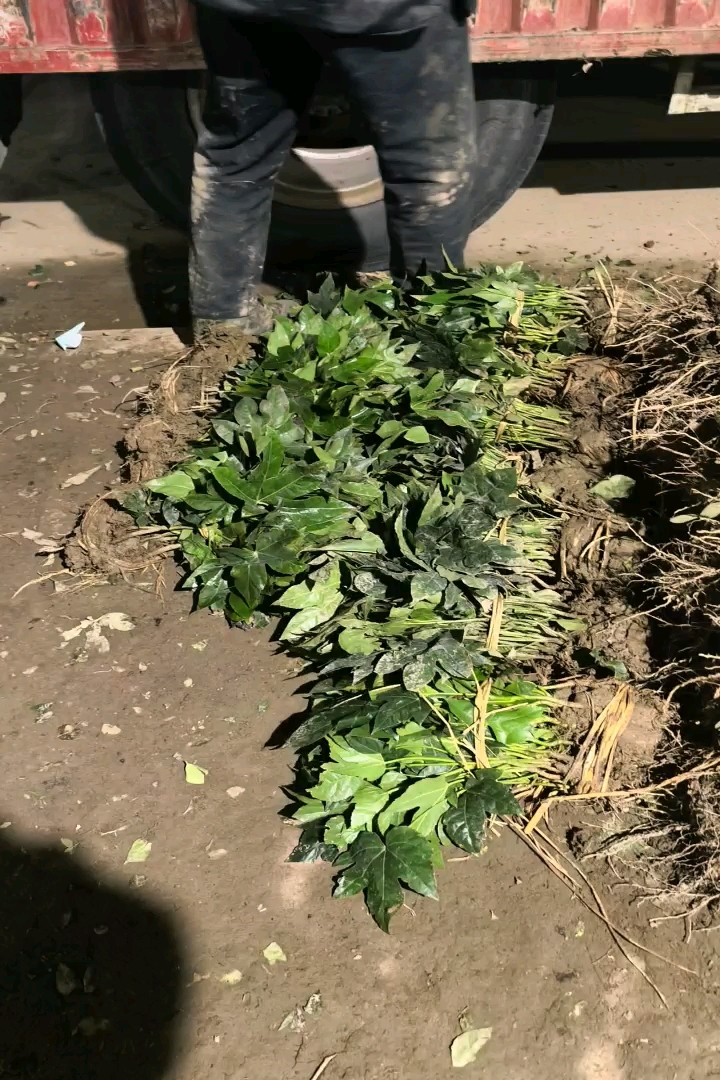 高度40厘米八角金盘小苗