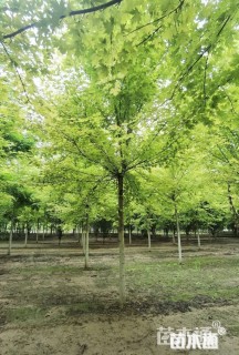 10公分美国红枫