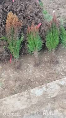 高度40厘米洒金柏